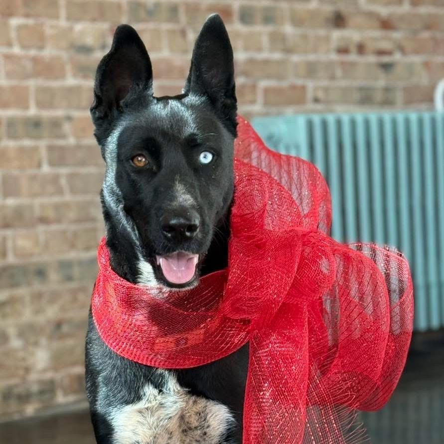 Enlarge Sebastian, a Adoptable Mixed Breed in Duncan, OK image 3/4