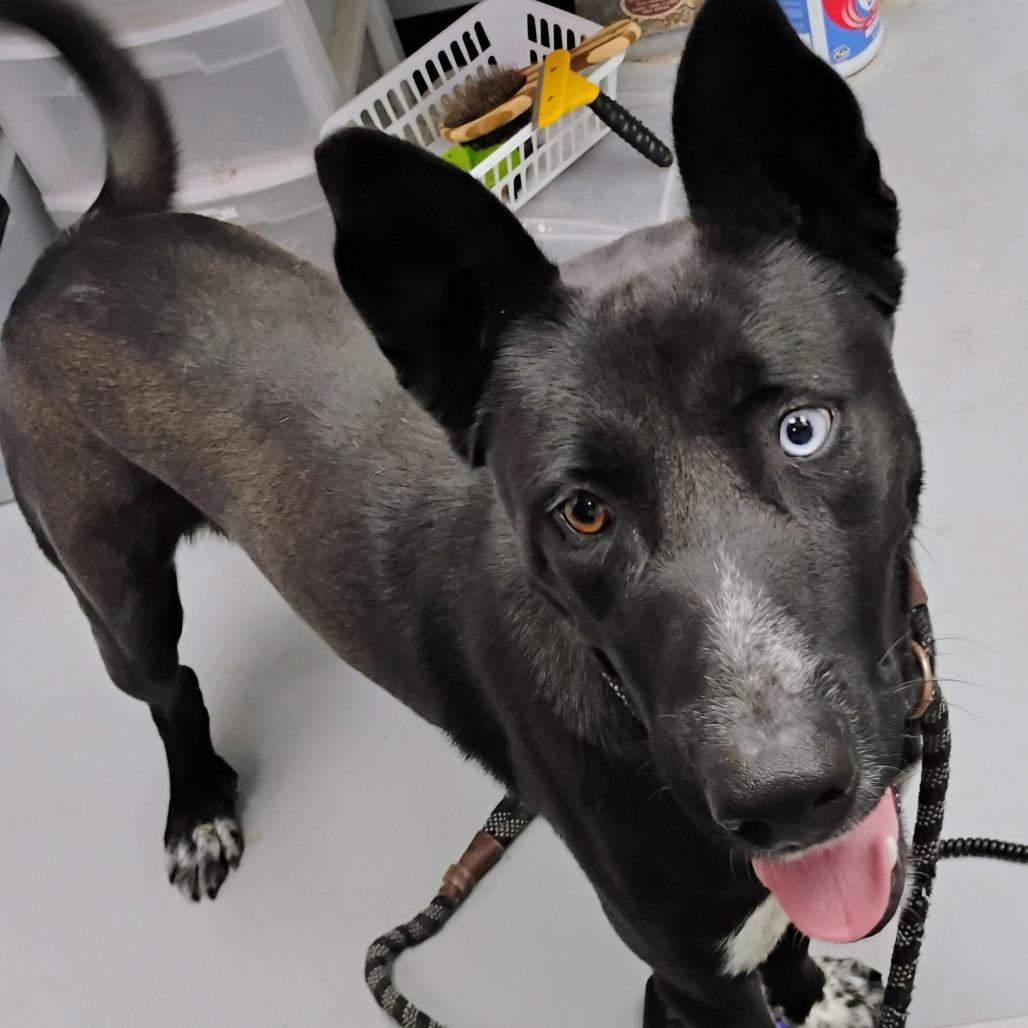 Enlarge Sebastian, a Adoptable Mixed Breed in Duncan, OK image 4/4