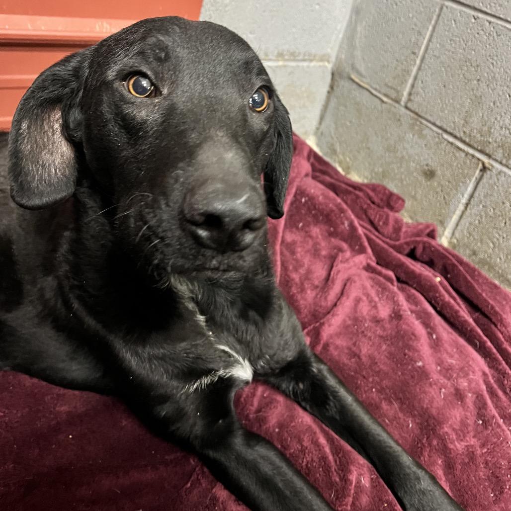 Enlarge Judge, a Adoptable Mixed Breed in Corbin, KY image 1/4