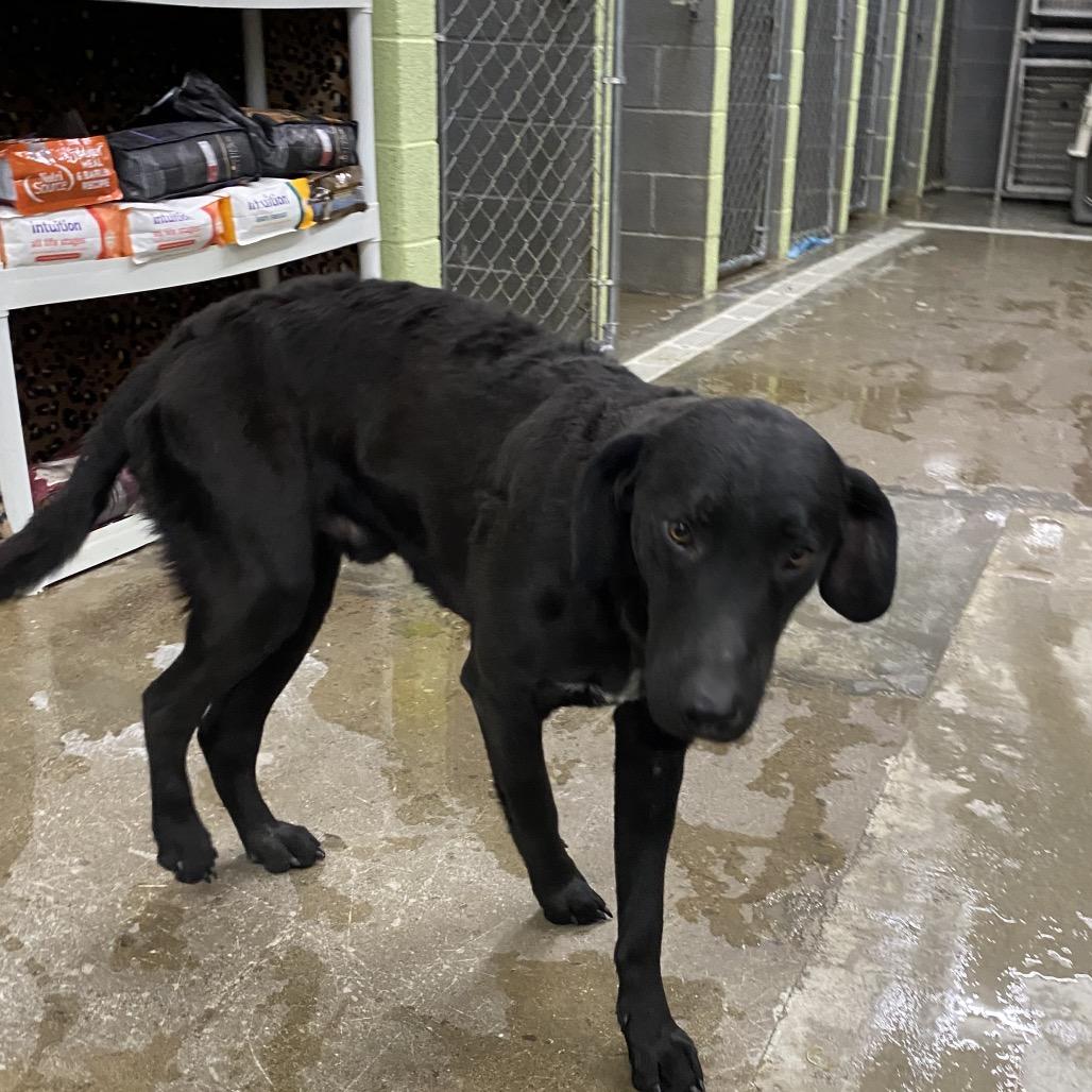 Enlarge Judge, a Adoptable Mixed Breed in Corbin, KY image 2/4