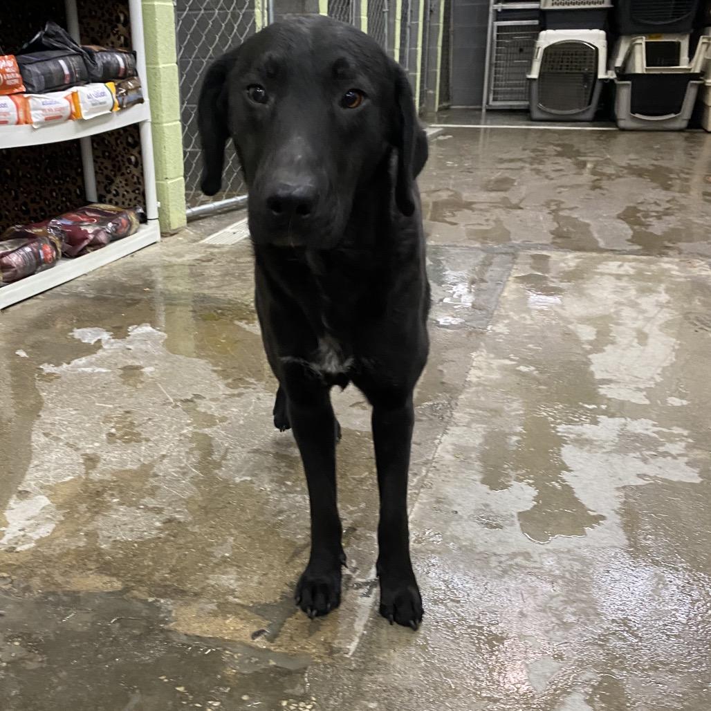 Enlarge Judge, a Adoptable Mixed Breed in Corbin, KY image 3/4