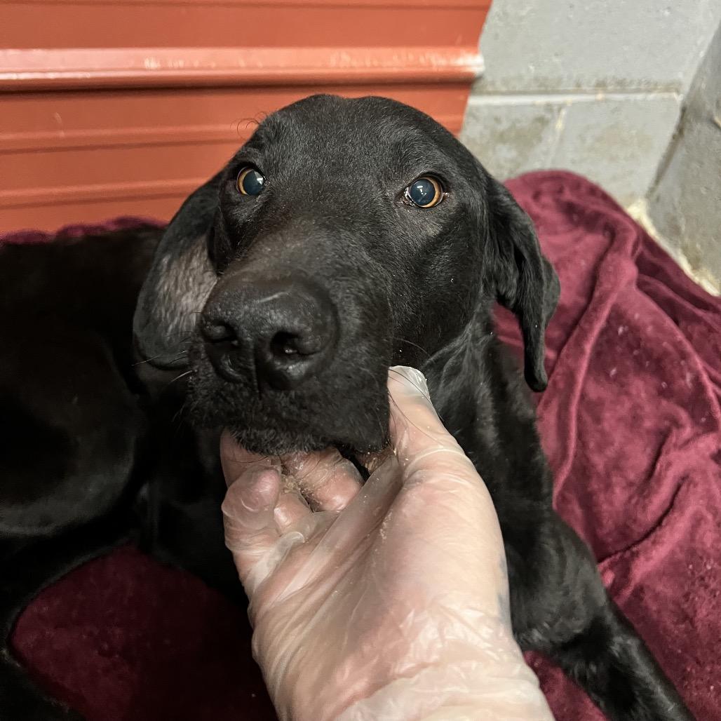 Enlarge Judge, a Adoptable Mixed Breed in Corbin, KY image 4/4