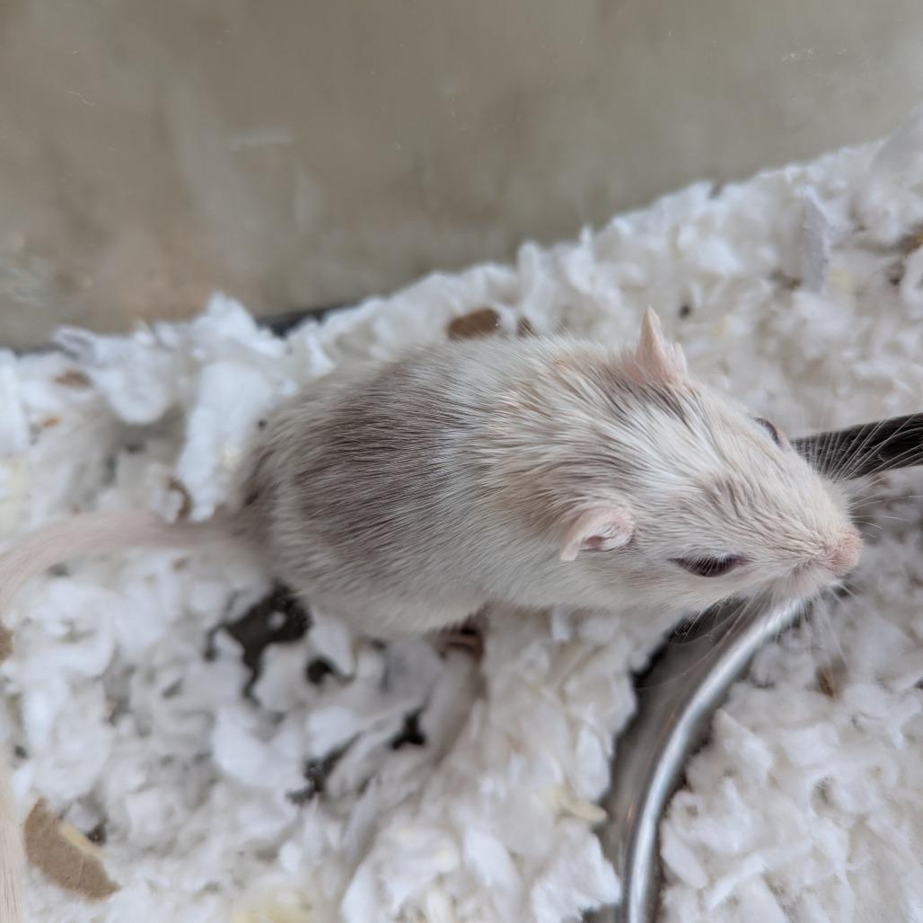 Enlarge Loras, a Adoptable Gerbil in West Des Moines, IA image 1/1