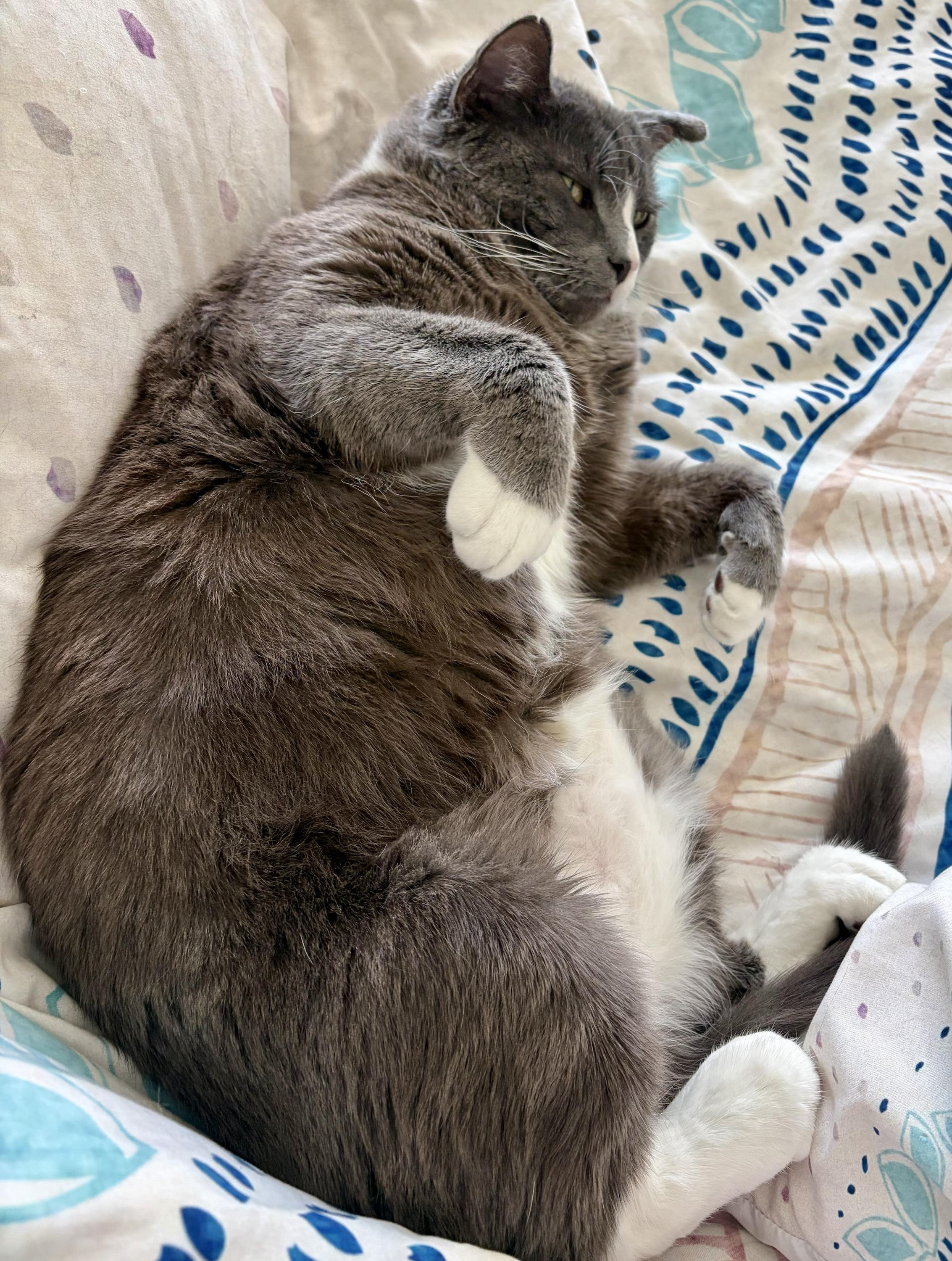 Buddy, an adoptable Domestic Short Hair in Seattle, WA image 4/6