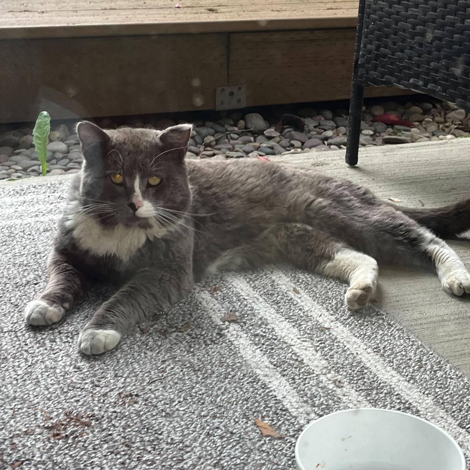 Buddy, an adoptable Domestic Short Hair in Seattle, WA image 3/5