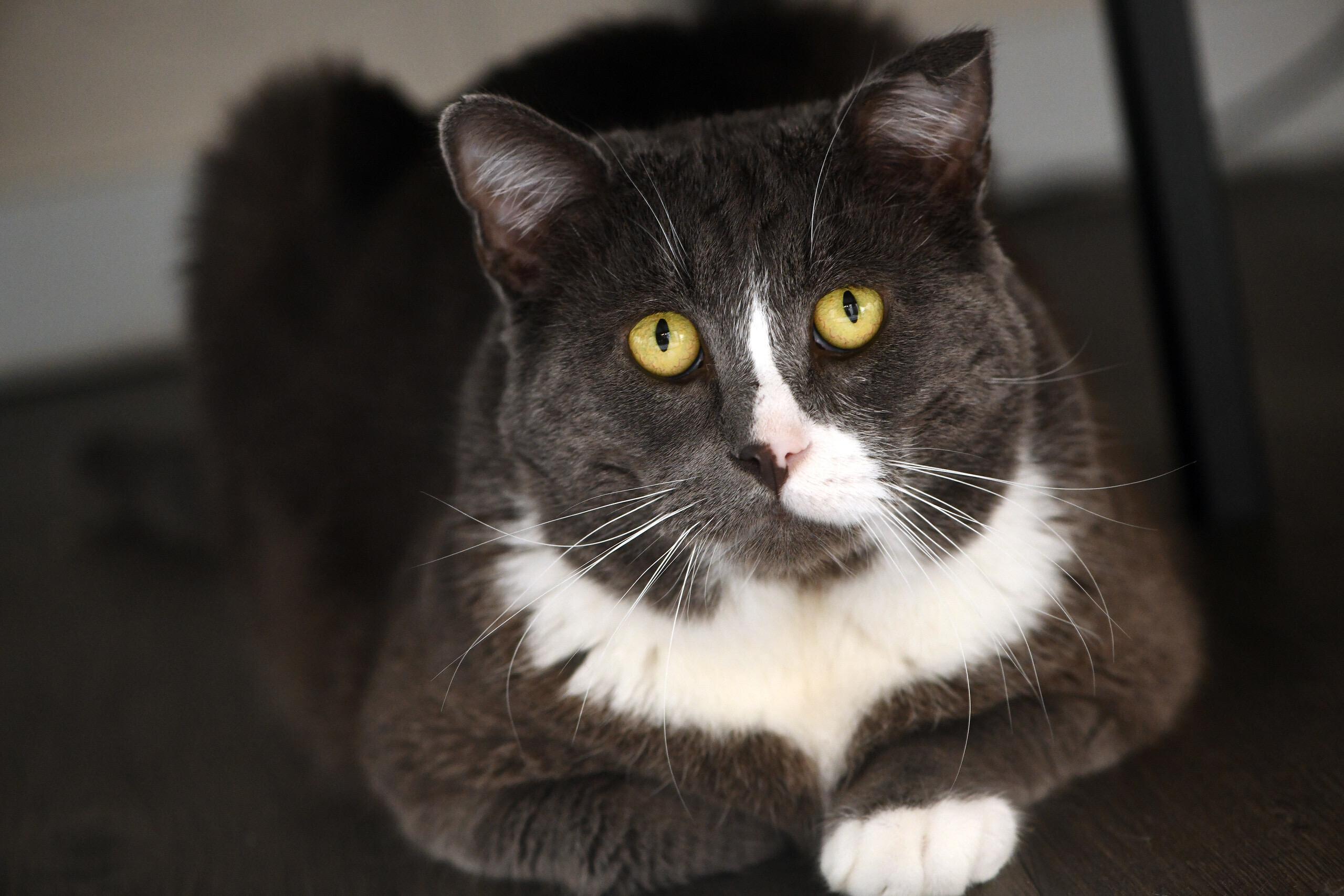 Buddy, adoptable, Adult Male Domestic Short Hair.