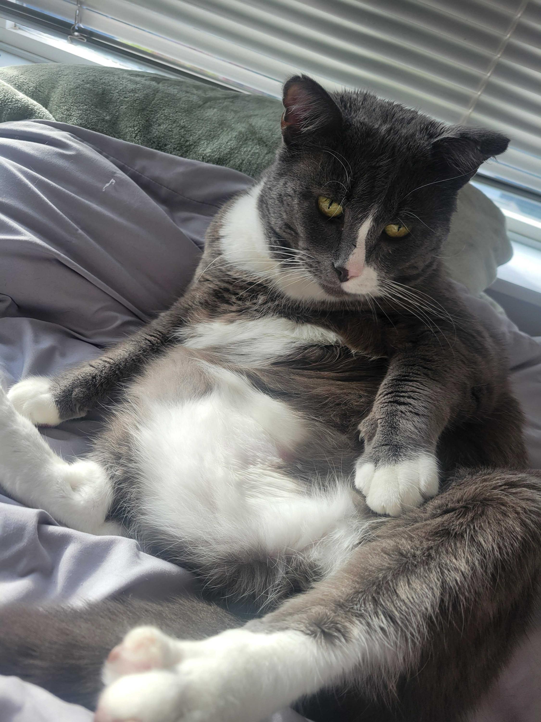 Buddy, an adoptable Domestic Short Hair in Seattle, WA image 6/6