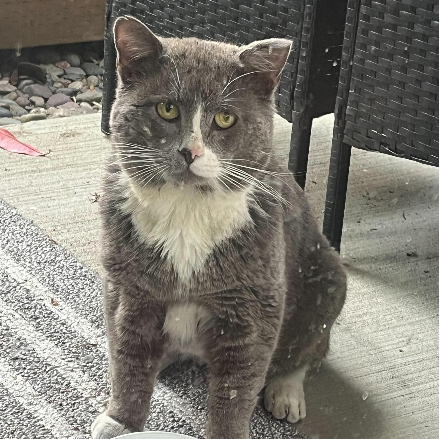 Buddy, an adoptable Domestic Short Hair in Seattle, WA image 4/5