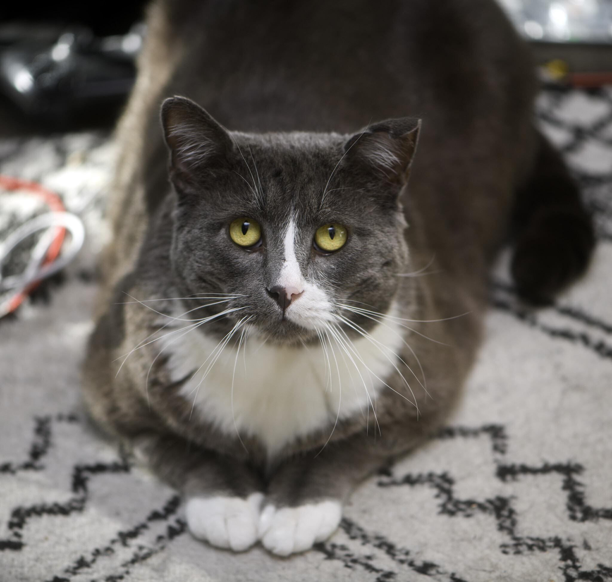 Buddy, an adoptable Domestic Short Hair in Seattle, WA image 2/5