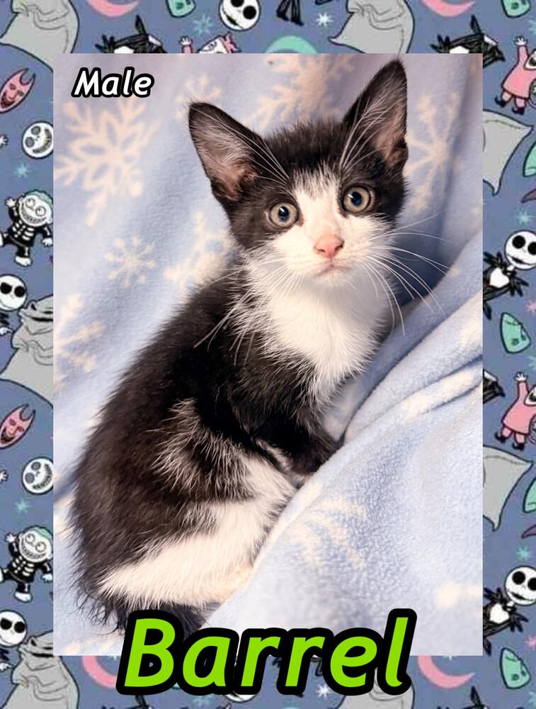 Barrell, Adoptable, Kitten Male Domestic Short Hair.