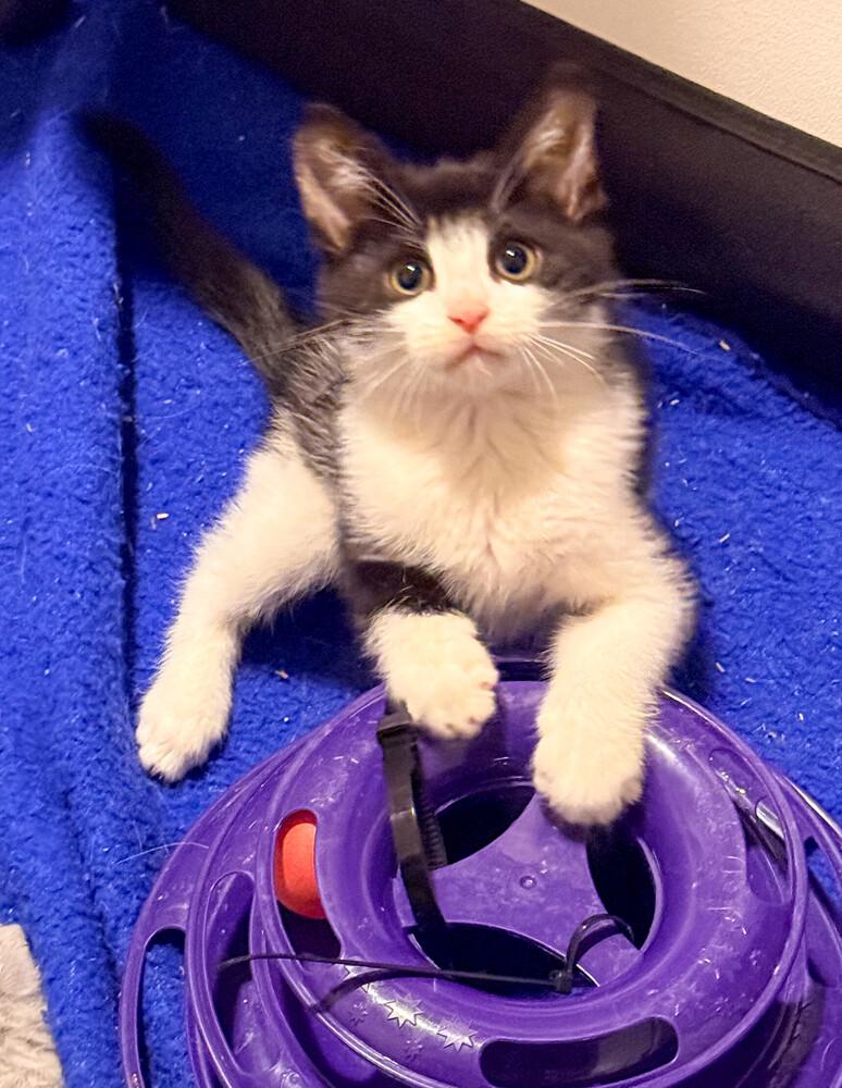 Barrell, a Adoptable Domestic Short Hair in Duxbury, MA image 2/3