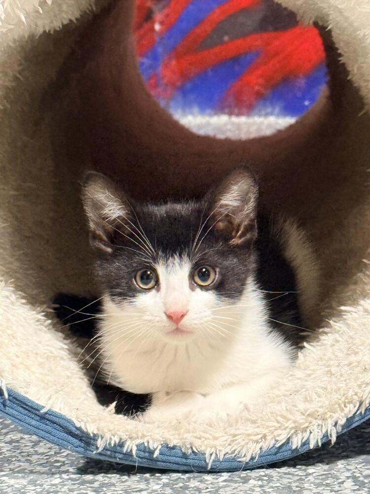 Barrell, a Adoptable Domestic Short Hair in Duxbury, MA image 3/3