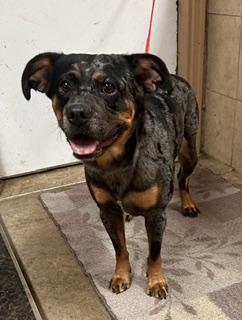 Enlarge Harley, a Adoptable mixed breed in Denison, IA image 1/3
