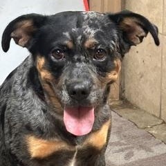 Enlarge Harley, a Adoptable mixed breed in Denison, IA image 3/3