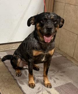 Enlarge Harley, a Adoptable mixed breed in Denison, IA image 2/3