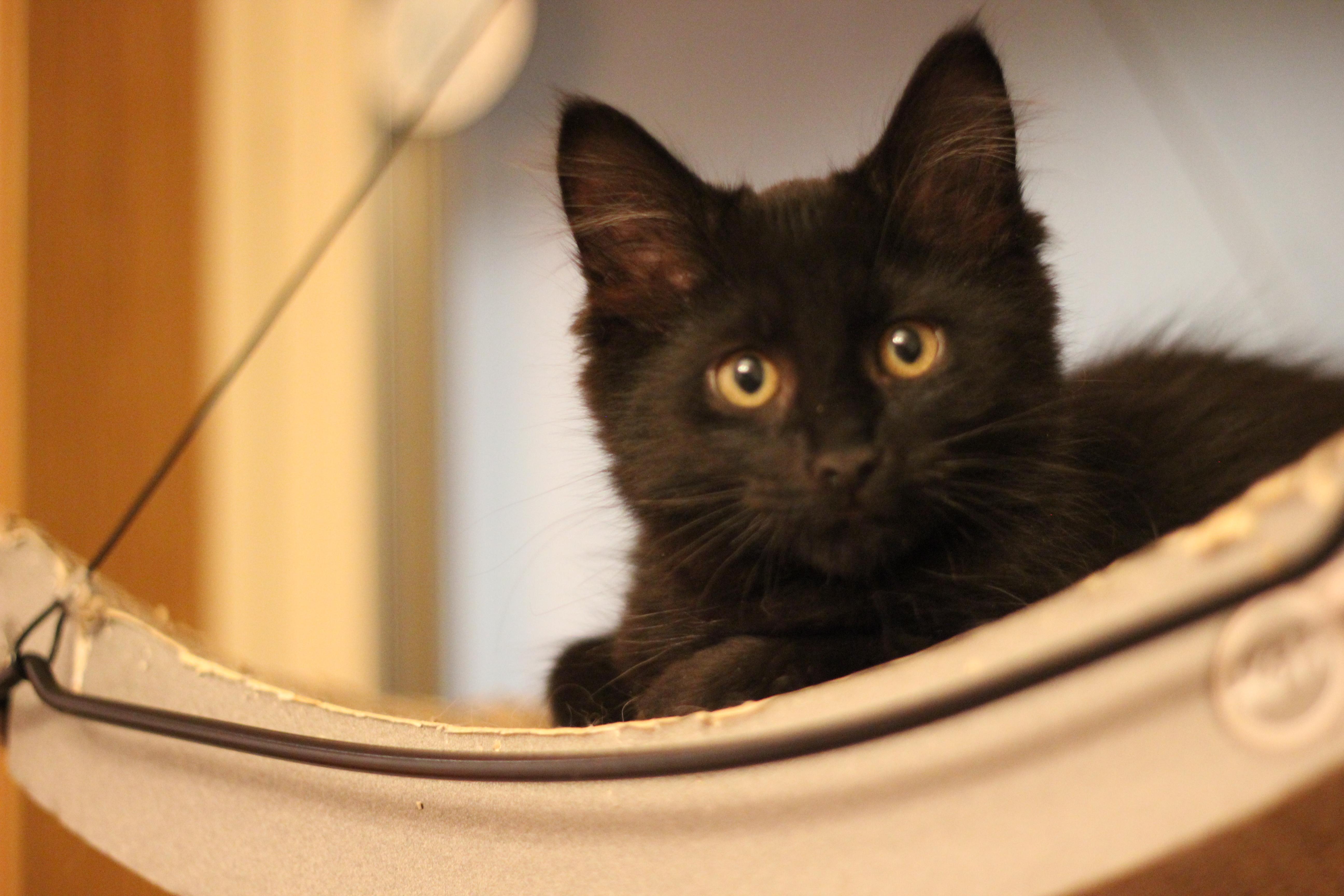 Tarzan, Adopted, Adult Male Domestic Medium Hair.