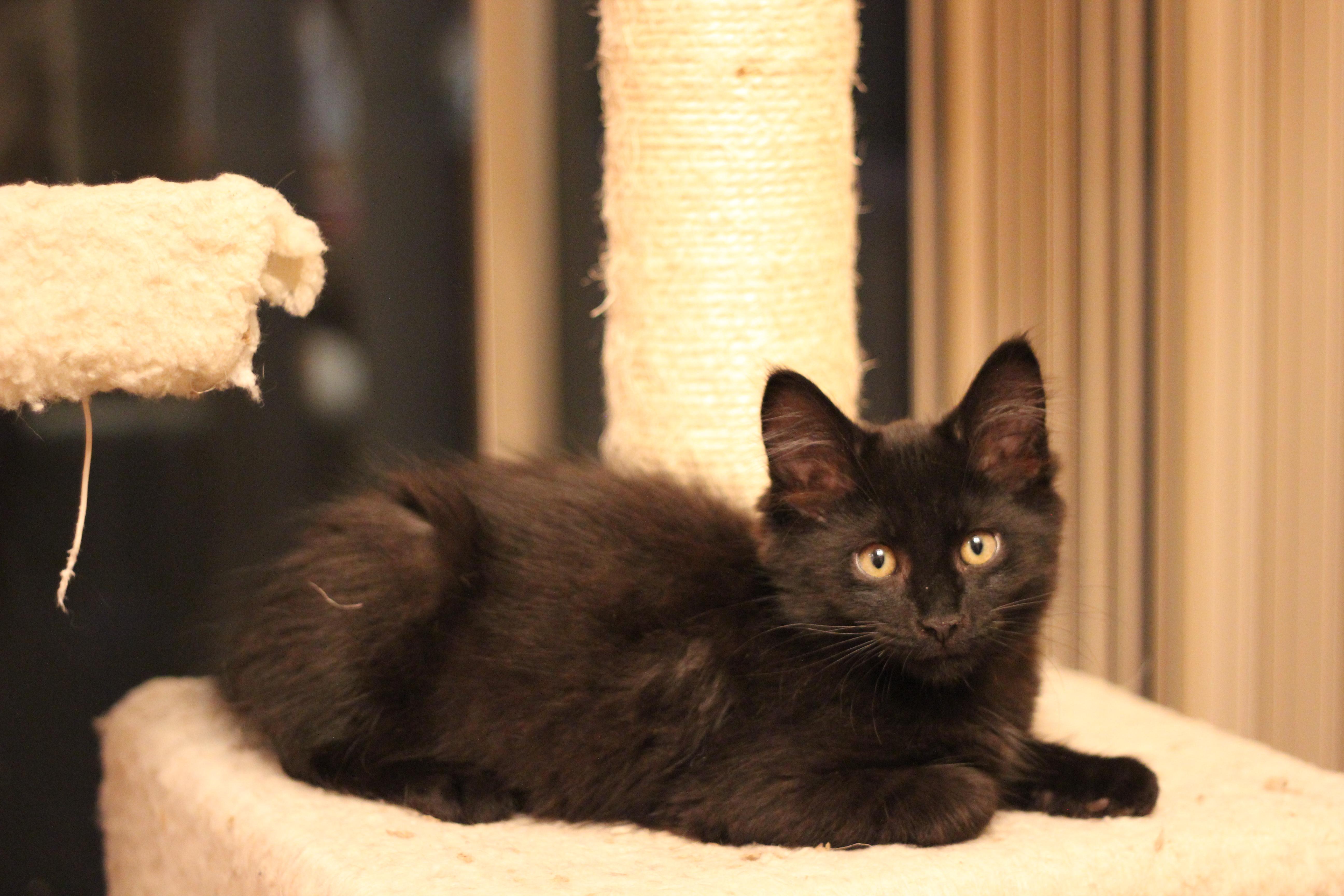 Tarzan, a Adopted Domestic Medium Hair in Gig Harbor, WA image 2/6