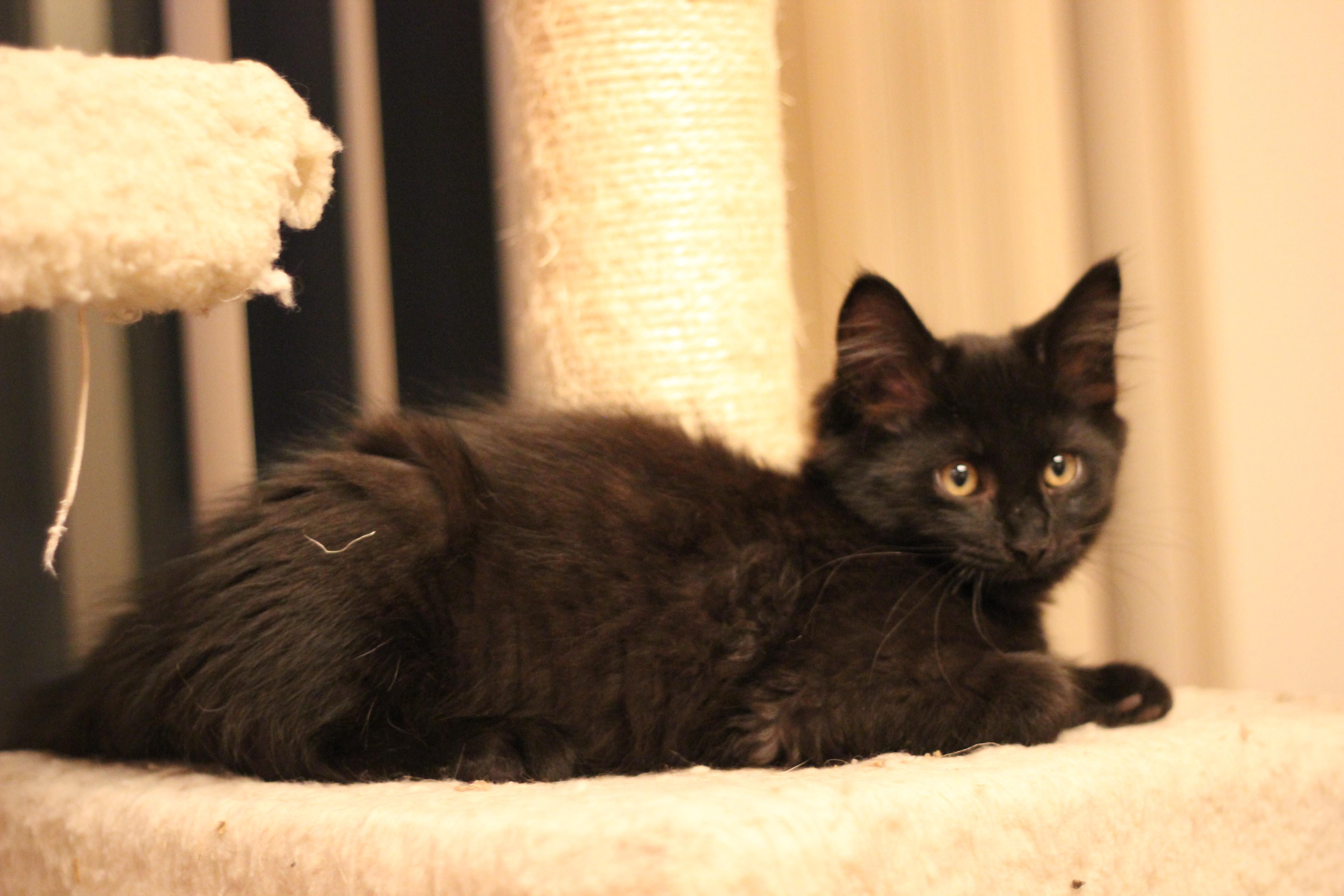 Tarzan, a Adopted Domestic Medium Hair in Gig Harbor, WA image 5/6