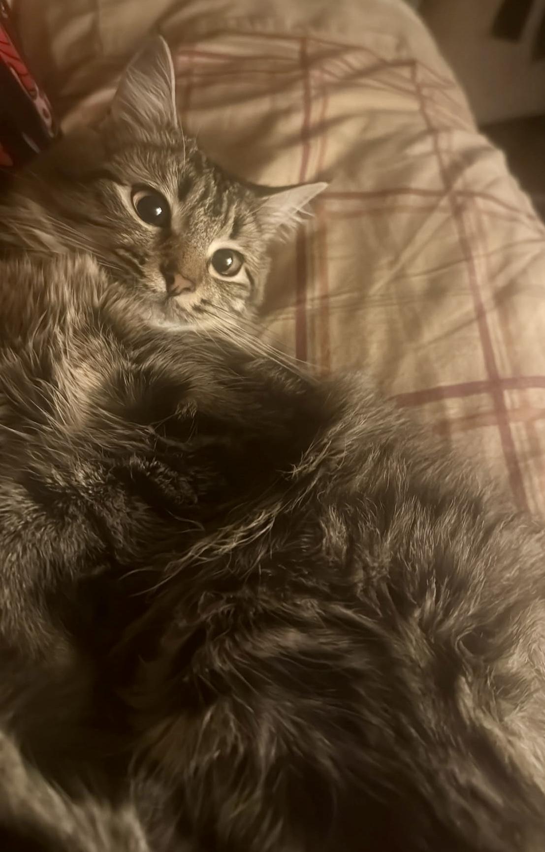 Maggie, ADOPTABLE, Kitten Female Domestic Long Hair.