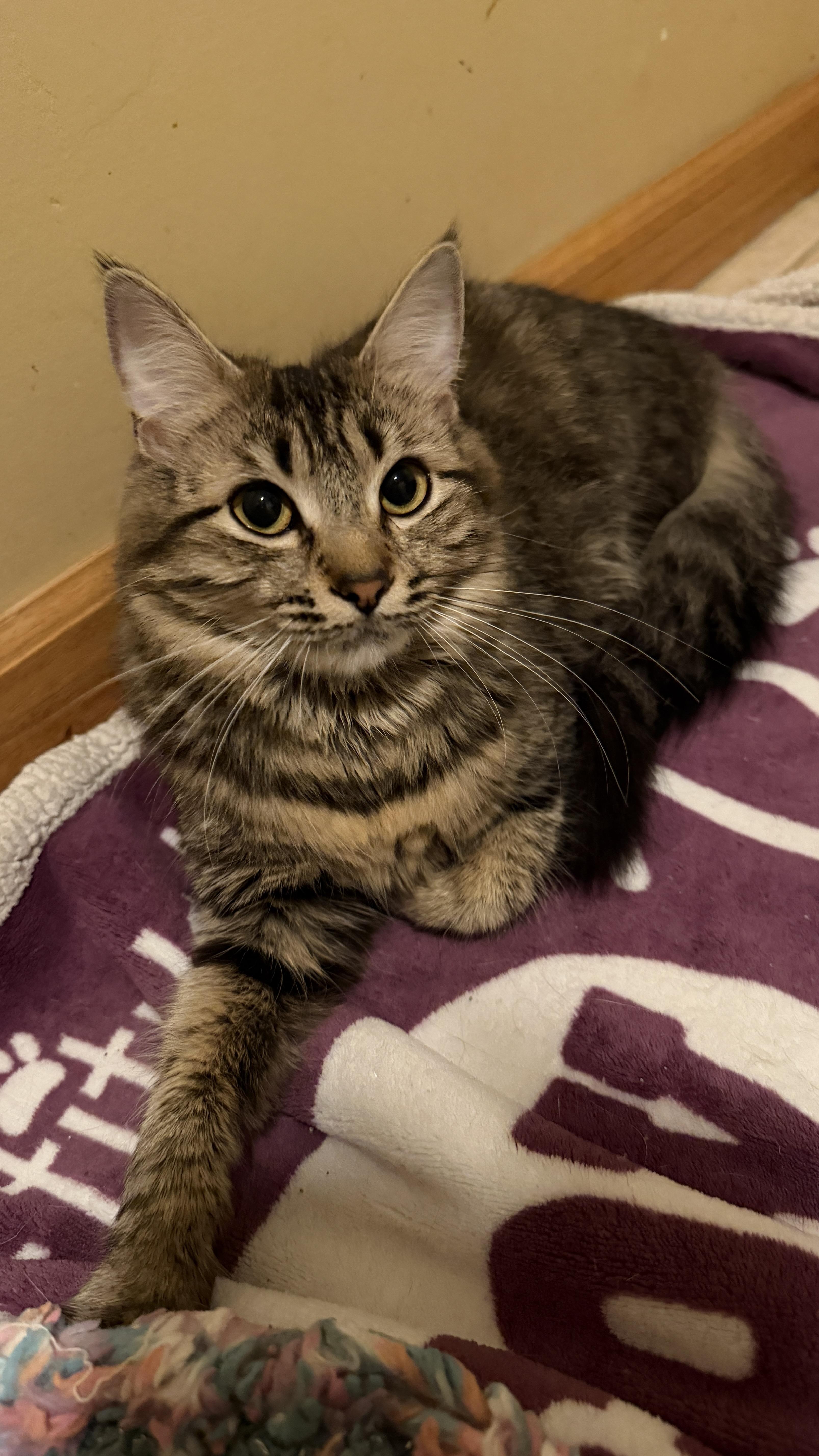 Enlarge Maggie, an adopted Domestic Long Hair in East Hanover, NJ image 4/4