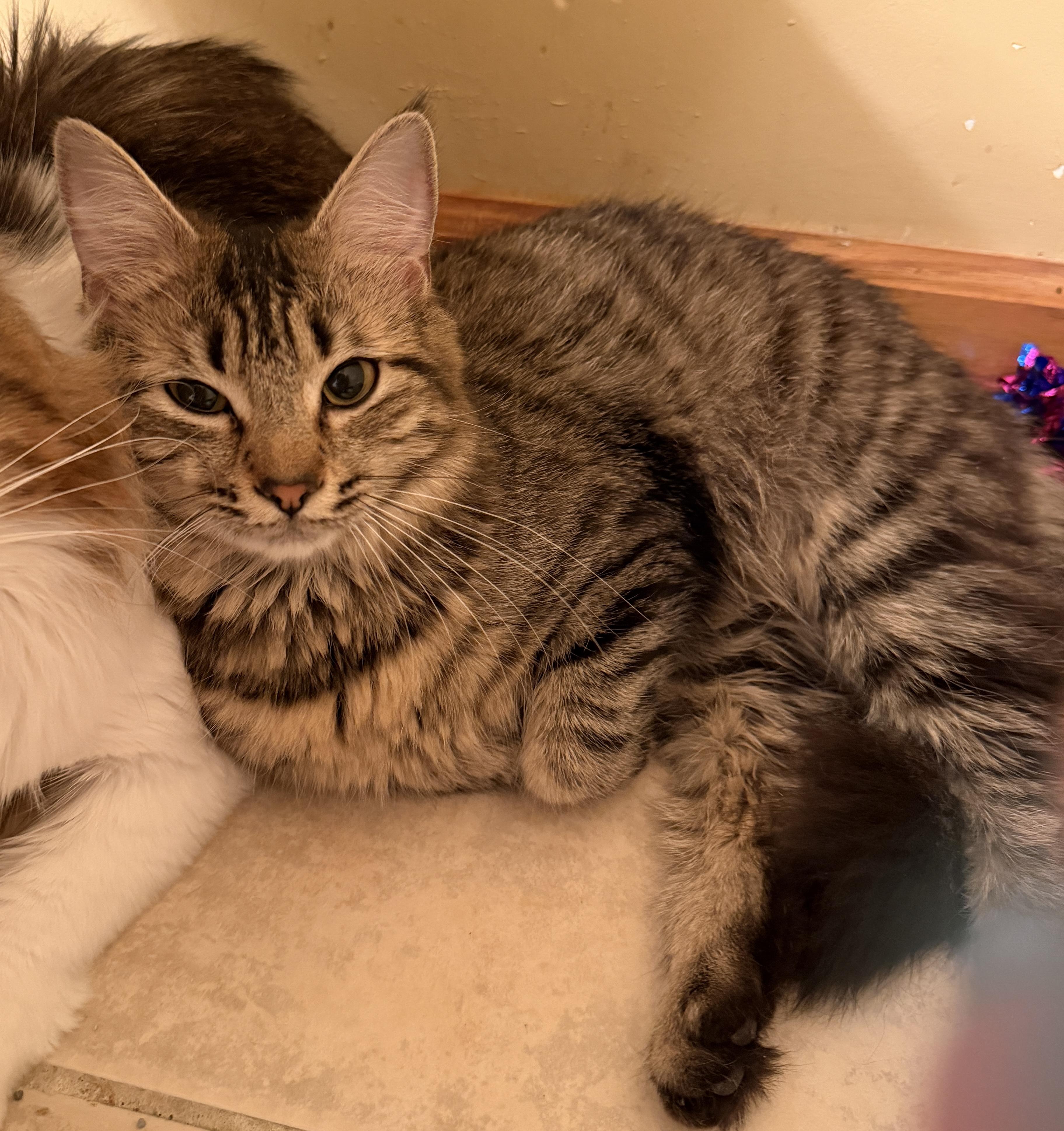 Enlarge Maggie, a ADOPTABLE Domestic Long Hair in East Hanover, NJ image 3/3