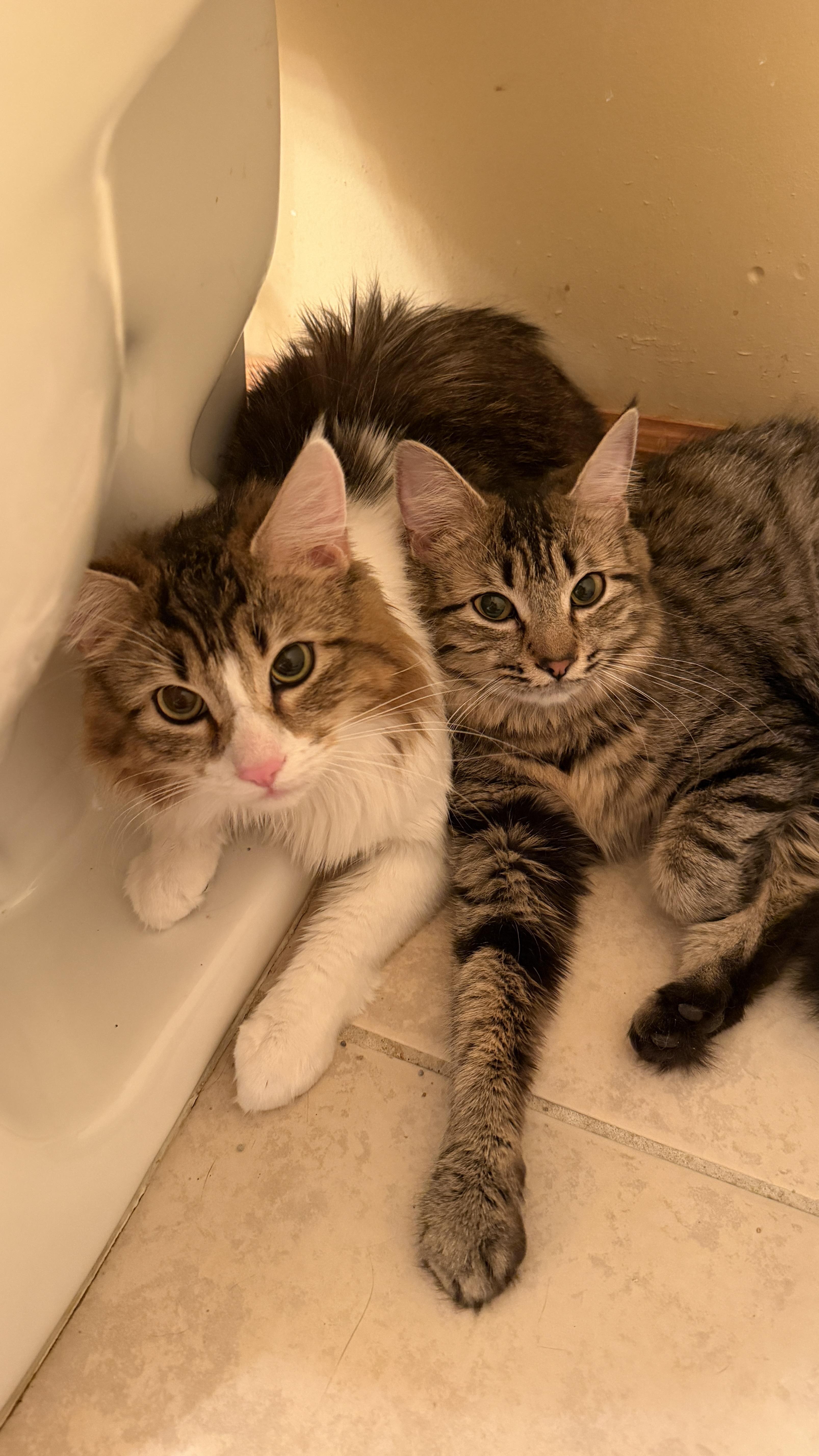 Enlarge Maggie, a ADOPTABLE Domestic Long Hair in East Hanover, NJ image 2/3