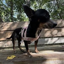 Enlarge Merry , a ADOPTABLE Chihuahua in Key Largo, FL image 4/5