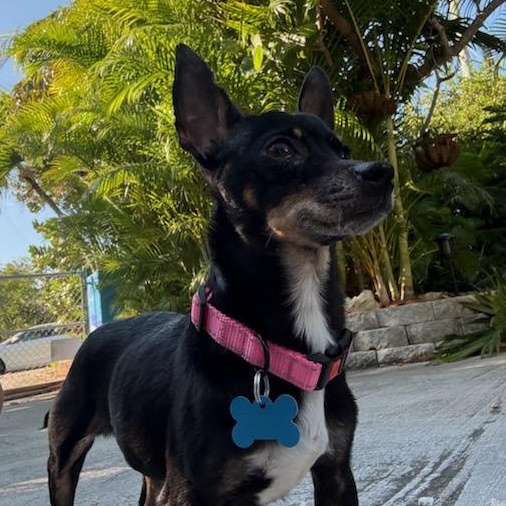Enlarge Merry , a ADOPTABLE Chihuahua in Key Largo, FL image 3/5