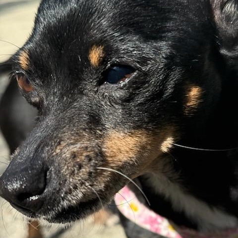 Enlarge Merry , a ADOPTABLE Chihuahua in Key Largo, FL image 5/5