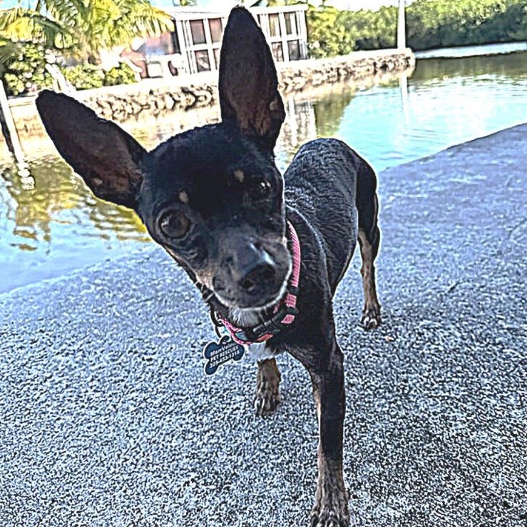 Enlarge Merry , a ADOPTABLE Chihuahua in Key Largo, FL image 2/5