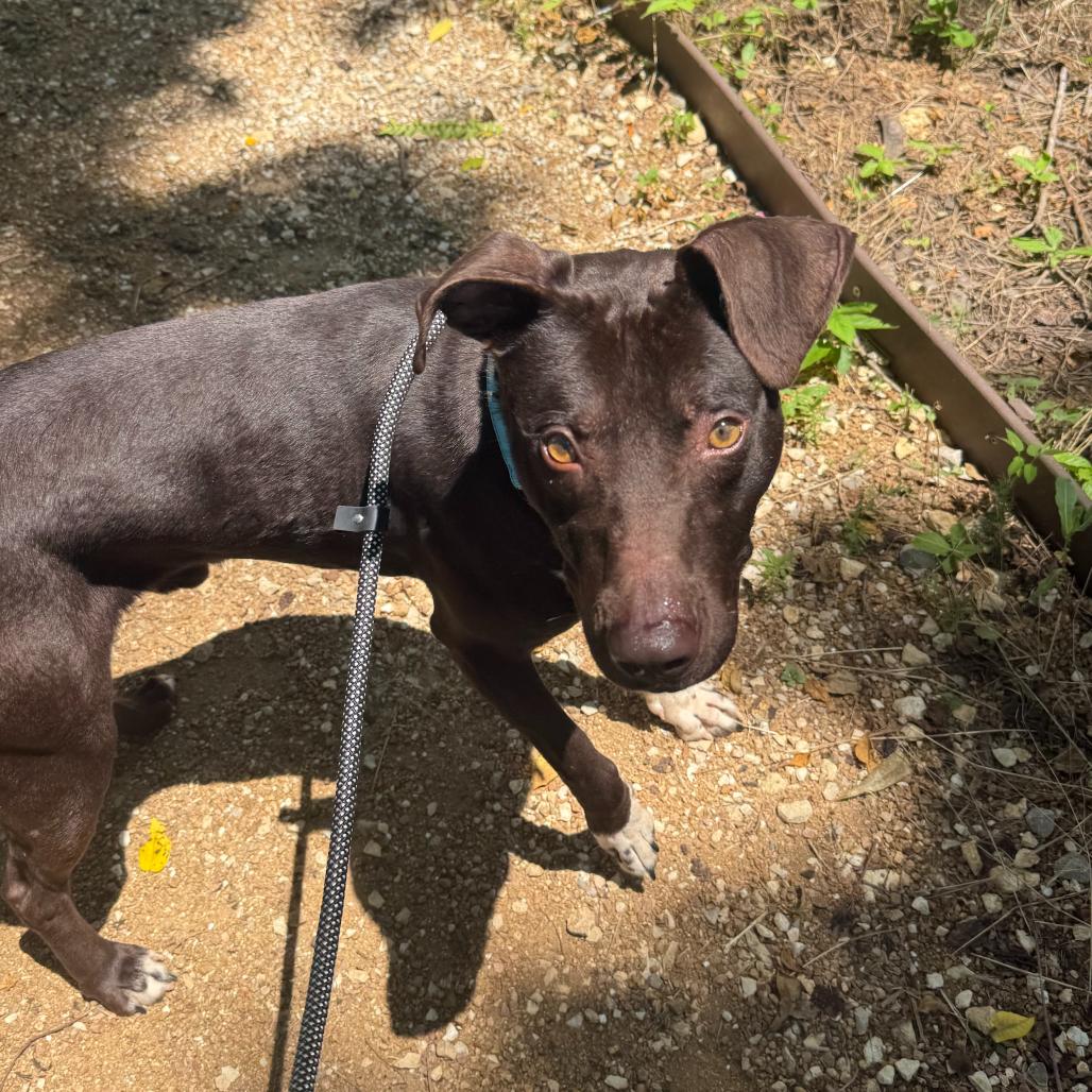 Thor, Adoptable, Adult Male Mixed Breed.