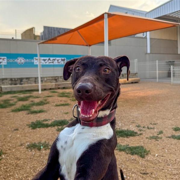 Enlarge Thor, a Adoptable Mixed Breed in Bentonville, AR image 2/5