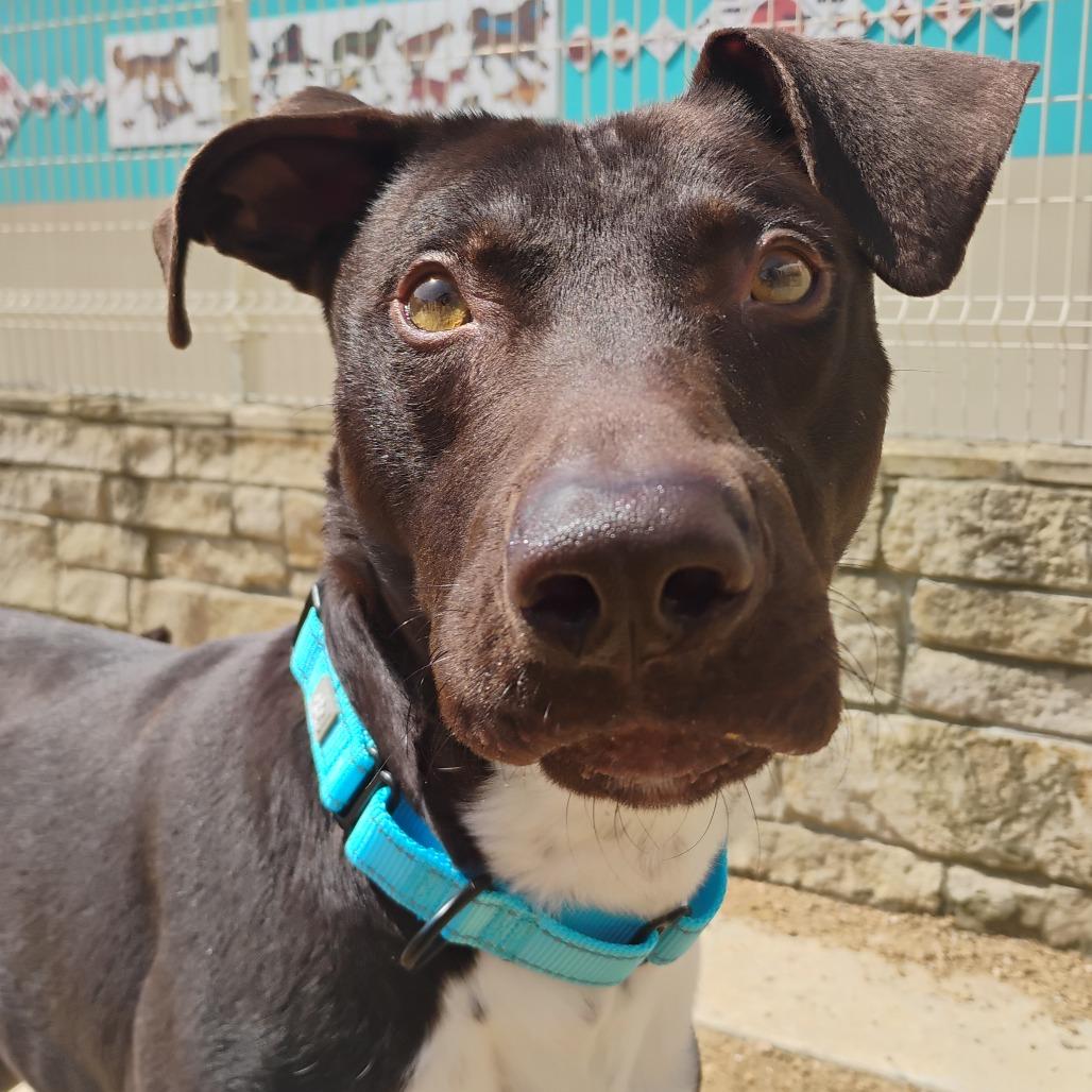 Enlarge Thor, a Adoptable Mixed Breed in Bentonville, AR image 3/5