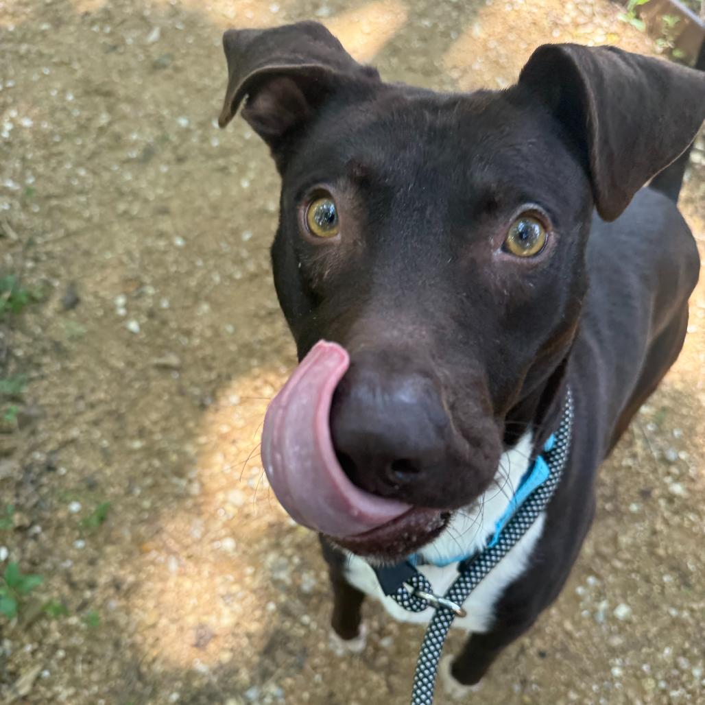Enlarge Thor, a Adoptable Mixed Breed in Bentonville, AR image 4/5