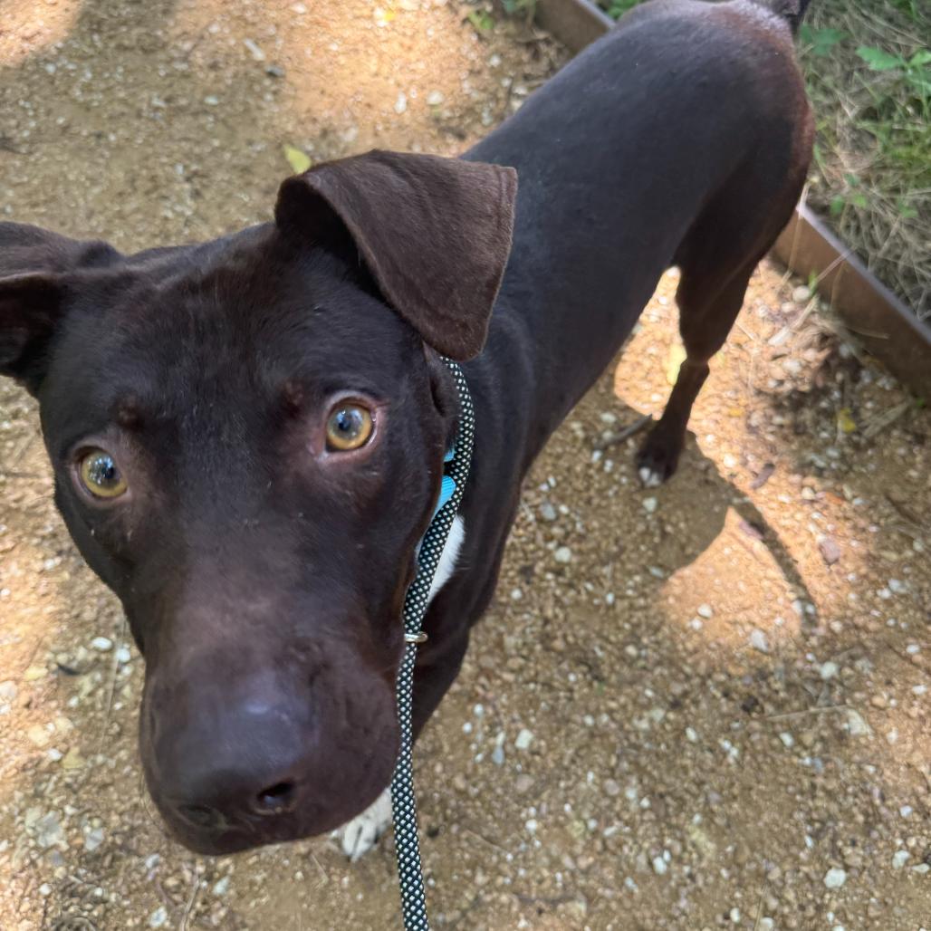 Enlarge Thor, a Adoptable Mixed Breed in Bentonville, AR image 5/5