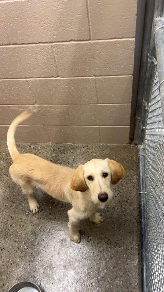 Noodle, Adoptable, Puppy Male Poodle & Mixed Breed.