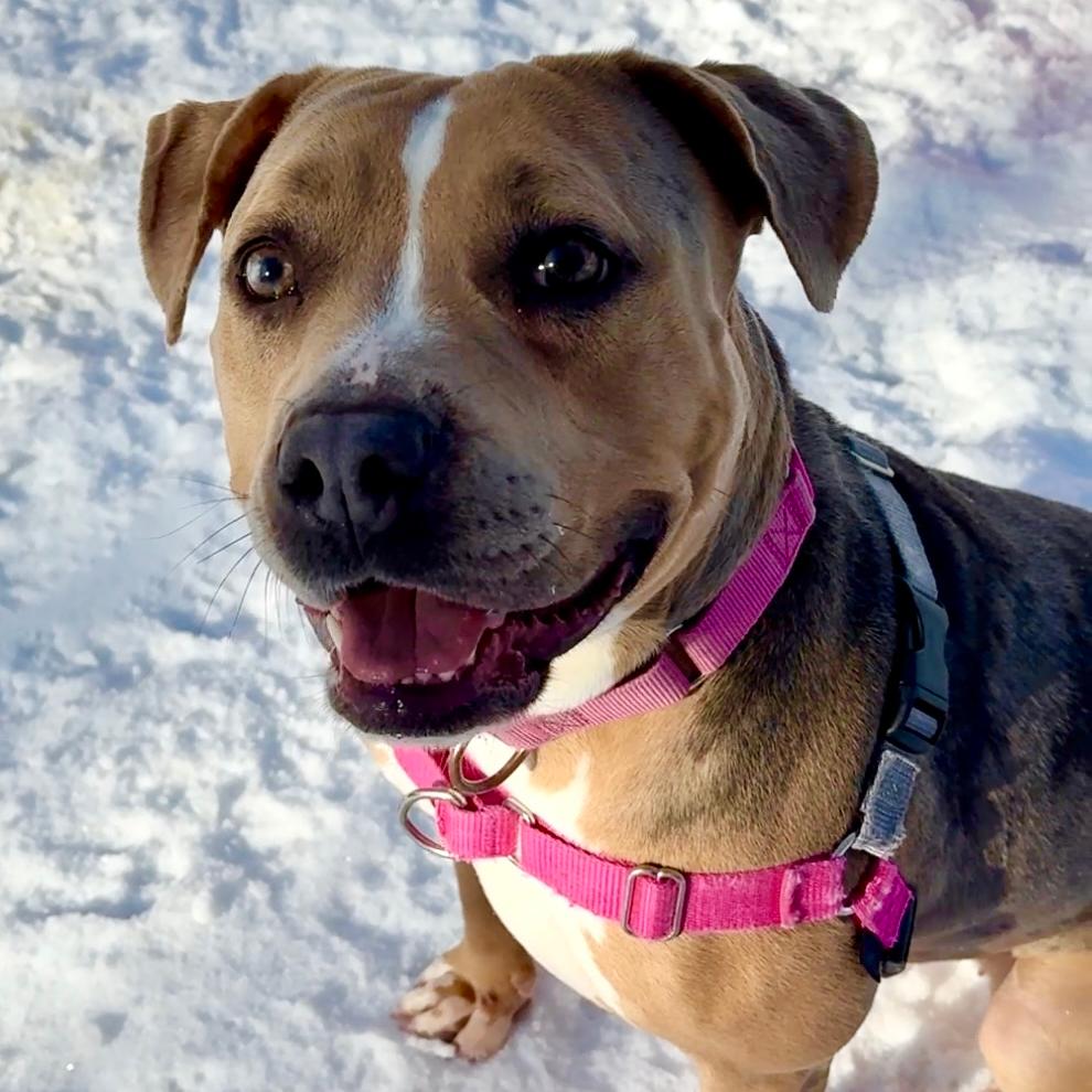 Lolo, a Adoptable Mixed Breed in Waukesha, WI image 1/4