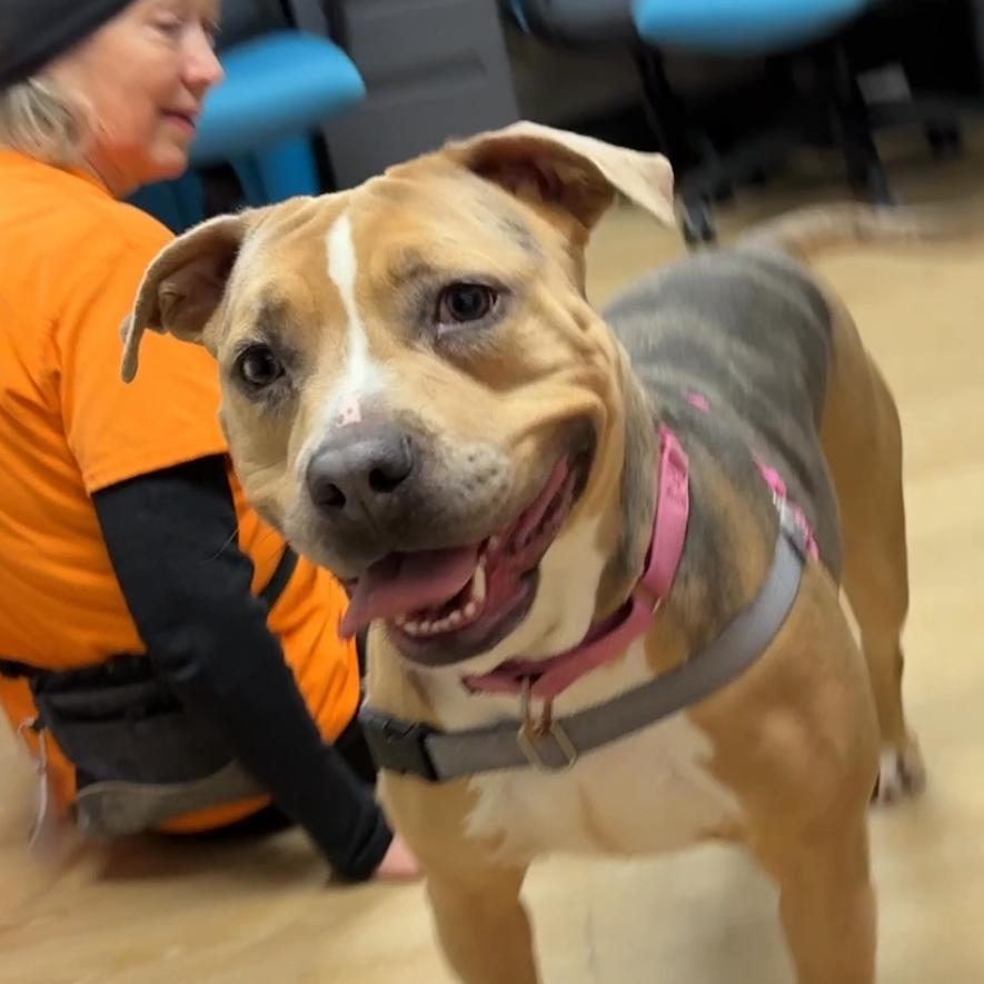 Lolo, a Adoptable Mixed Breed in Waukesha, WI image 2/4