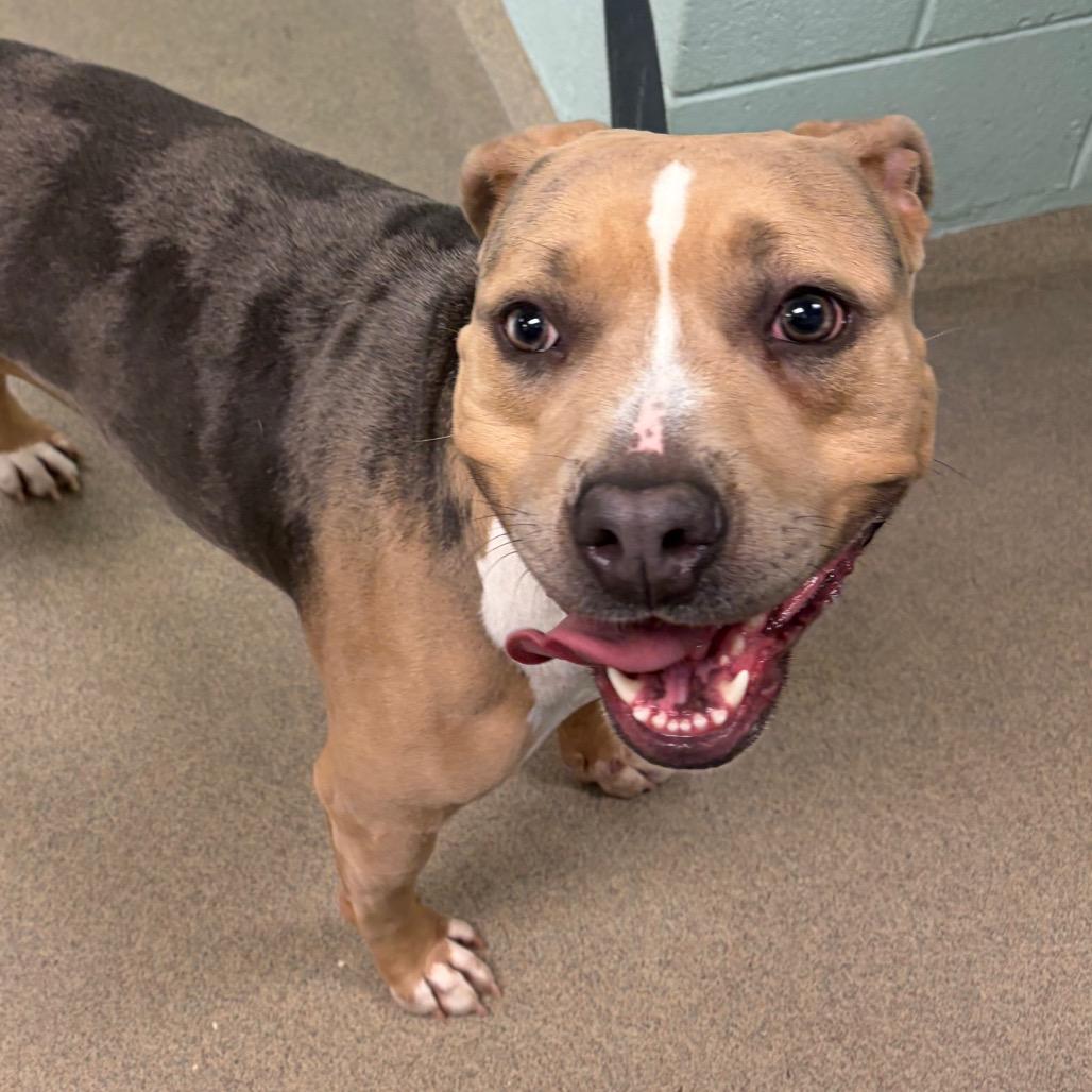 Lolo, a Adoptable Mixed Breed in Waukesha, WI image 3/4