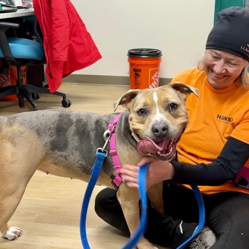 Lolo, a Adoptable Mixed Breed in Waukesha, WI image 4/4