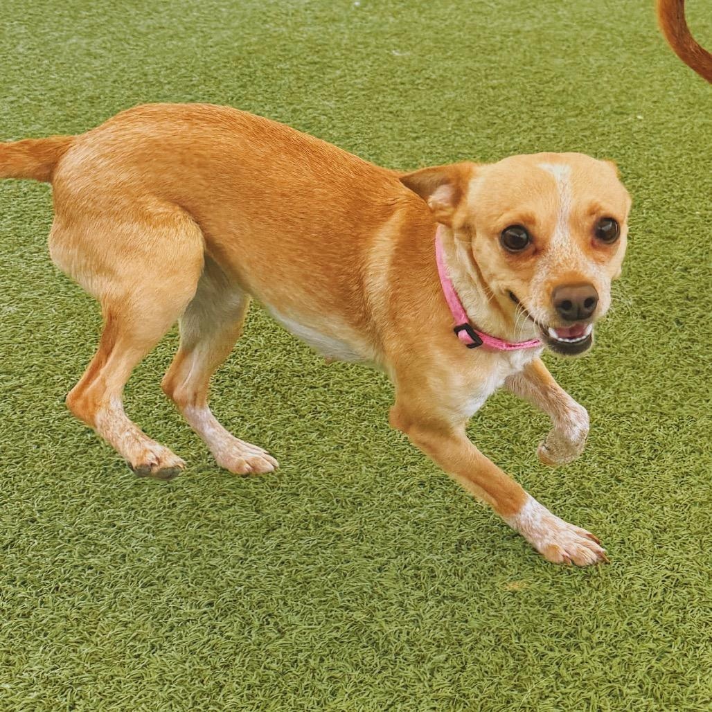 Enlarge Stella, a ADOPTABLE mixed breed in Hays, KS image 5/6