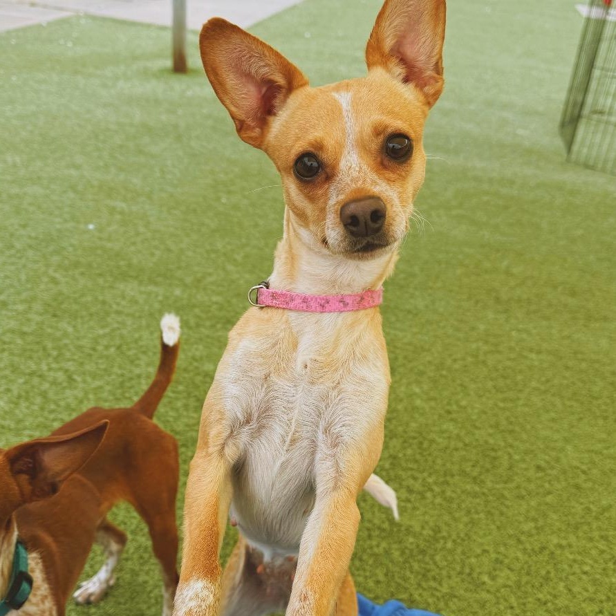 Enlarge Stella, a ADOPTABLE mixed breed in Hays, KS image 2/6