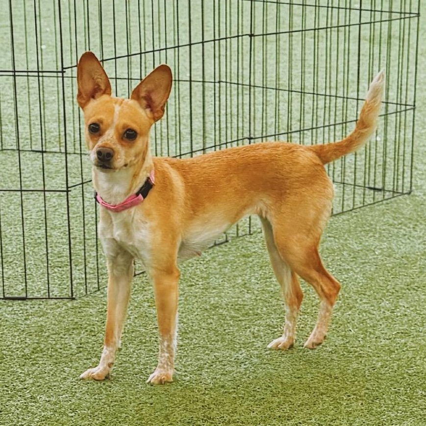 Enlarge Stella, a ADOPTABLE mixed breed in Hays, KS image 6/6