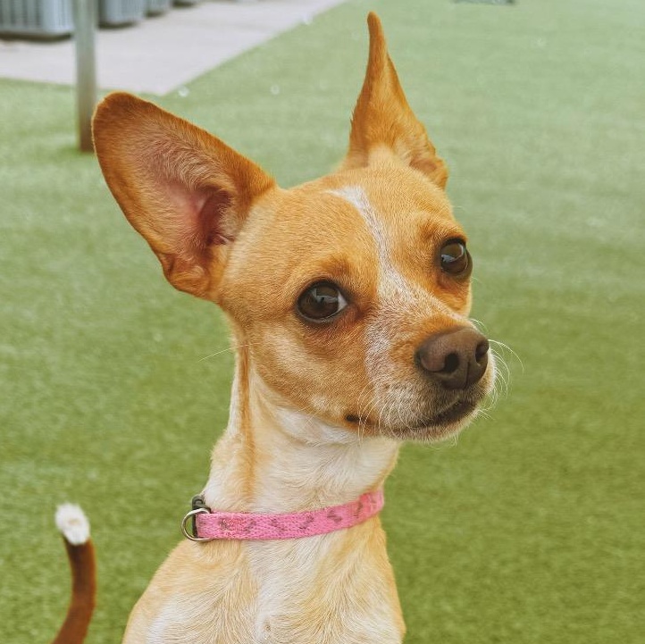 Enlarge Stella, a ADOPTABLE mixed breed in Hays, KS image 1/6