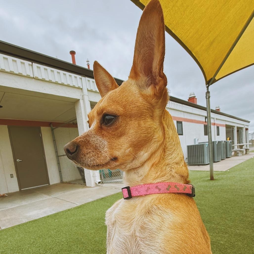 Enlarge Stella, a ADOPTABLE mixed breed in Hays, KS image 3/6