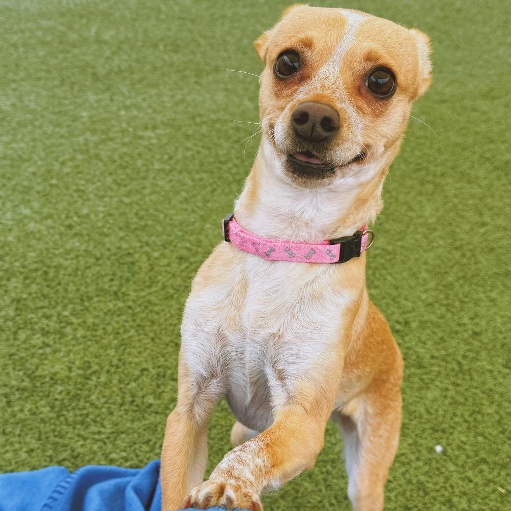 Enlarge Stella, a ADOPTABLE mixed breed in Hays, KS image 4/6