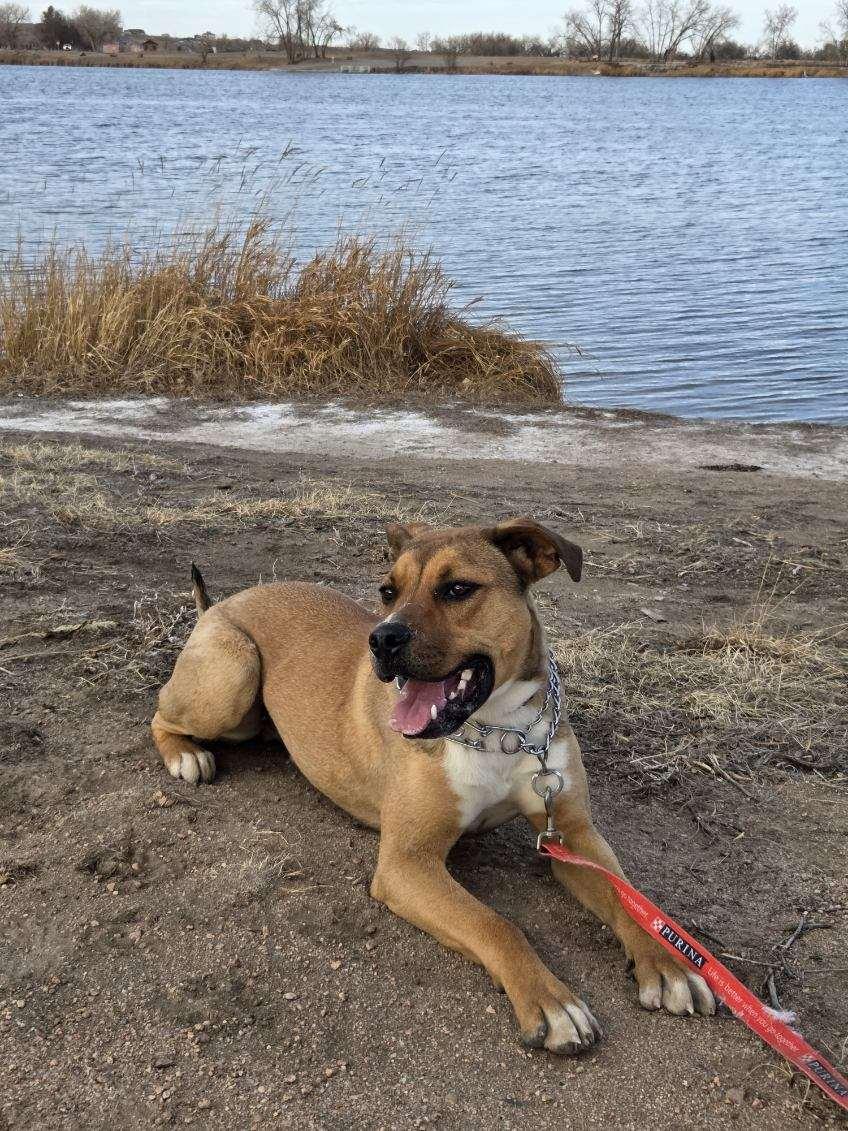Enlarge Moose, an adopted mixed breed in Brighton, CO image 5/5