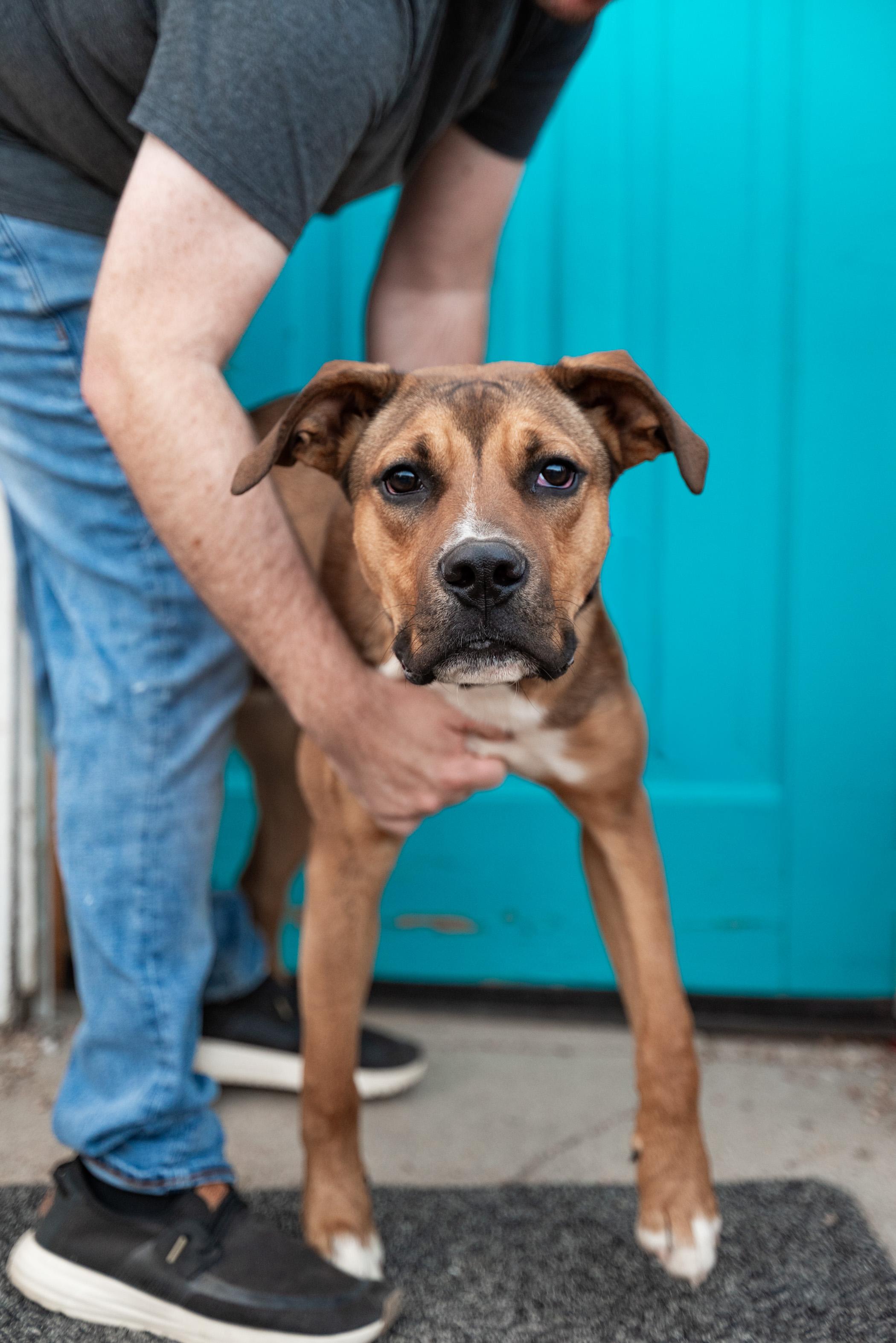Moose, a Adoptable mixed breed in Brighton, CO image 1/3