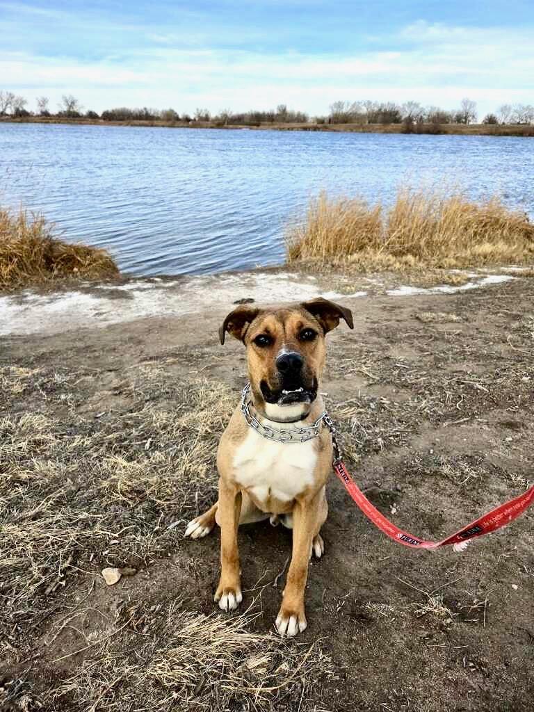 Moose, Adoptable, Young Male Boxer.