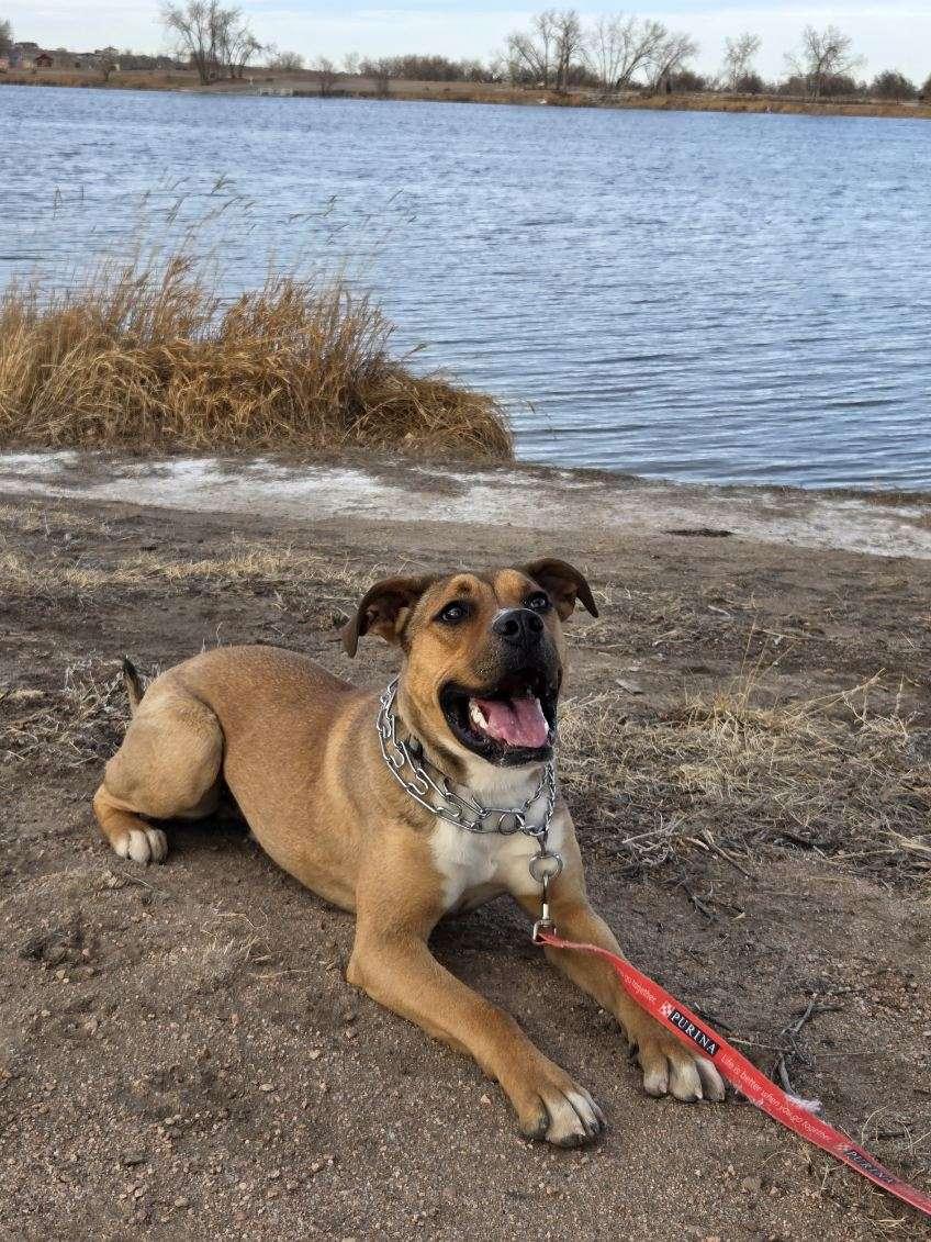 Enlarge Moose, an adopted mixed breed in Brighton, CO image 4/5